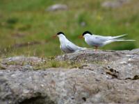 Zwei Küstenseeschwalben sitzen auf Fels_Insel Eysturoy